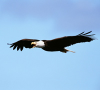 Adler